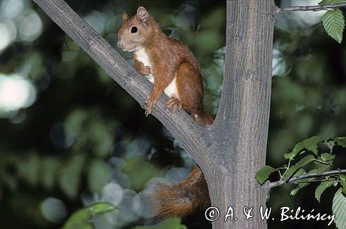 wiewiórka Sciurus vulgaris