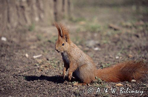 wiewiórka Sciurus vulgaris