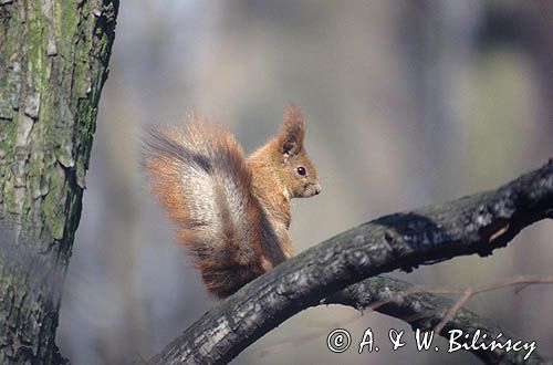 wiewiórka Sciurus vulgaris