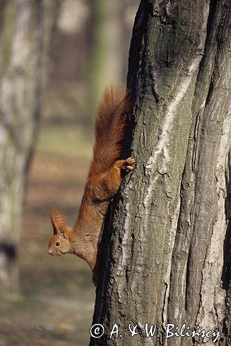 wiewiórka Sciurus vulgaris