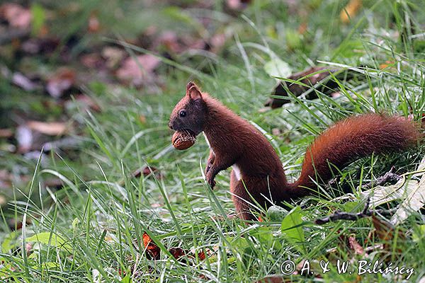 wiewiórka, Sciurus vulgaris