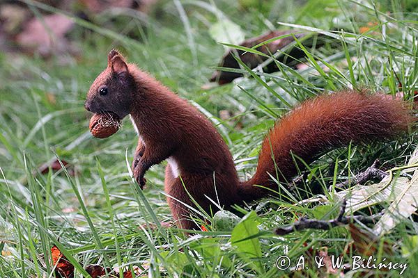 wiewiórka, Sciurus vulgaris