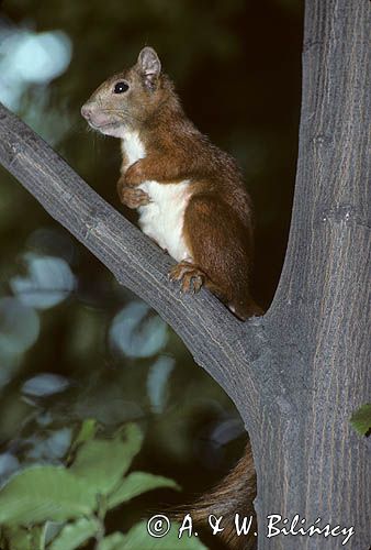 wiewiórka Sciurus vulgaris