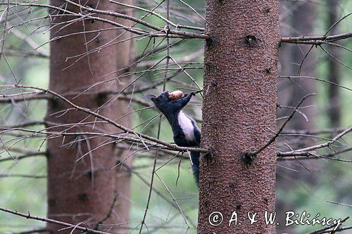 wiewiórka, odmiana ciemna, Sciurus vulgaris, Bieszczady