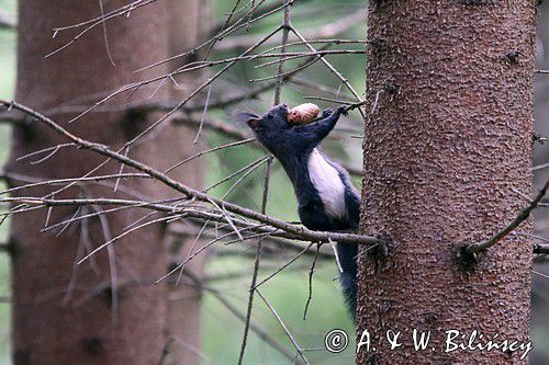 wiewiórka, odmiana ciemna, Sciurus vulgaris, Bieszczady