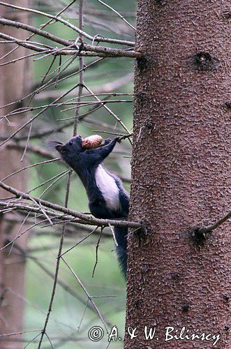 wiewiórka, odmiana ciemna, Sciurus vulgaris, Bieszczady