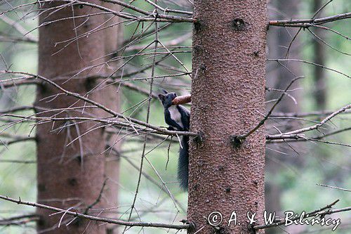 wiewiórka, odmiana ciemna, Sciurus vulgaris, Bieszczady