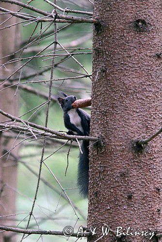 wiewiórka, odmiana ciemna, Sciurus vulgaris, Bieszczady