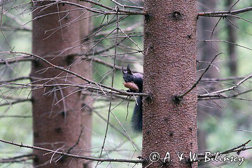 wiewiórka, odmiana ciemna, Sciurus vulgaris, Bieszczady