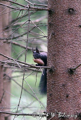 wiewiórka, odmiana ciemna, Sciurus vulgaris, Bieszczady