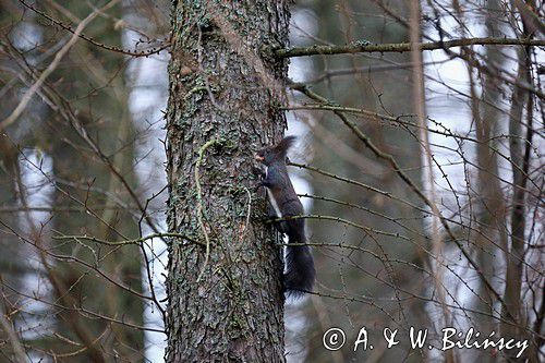 wiewiórka, odmiana ciemna, Sciurus vulgaris, Bieszczady