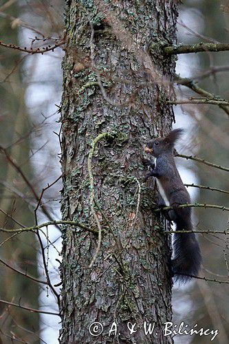 wiewiórka, odmiana ciemna, Sciurus vulgaris, Bieszczady