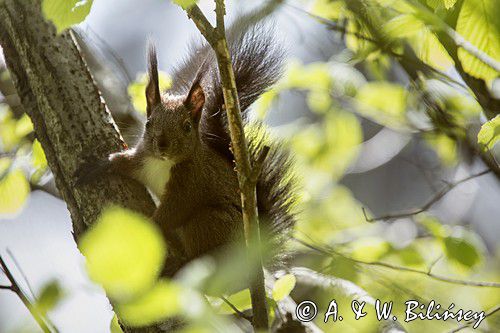 wiewiórka, odmiana ciemna, Sciurus vulgaris, Bieszczady