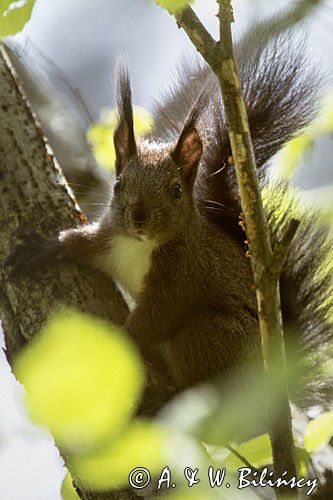 wiewiórka, odmiana ciemna, Sciurus vulgaris, Bieszczady