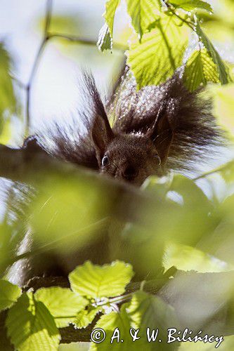 wiewiórka, odmiana ciemna, Sciurus vulgaris, Bieszczady