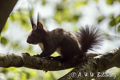 wiewiórka, odmiana ciemna, Sciurus vulgaris, Bieszczady