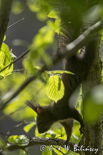 wiewiórka, odmiana ciemna, Sciurus vulgaris, Bieszczady