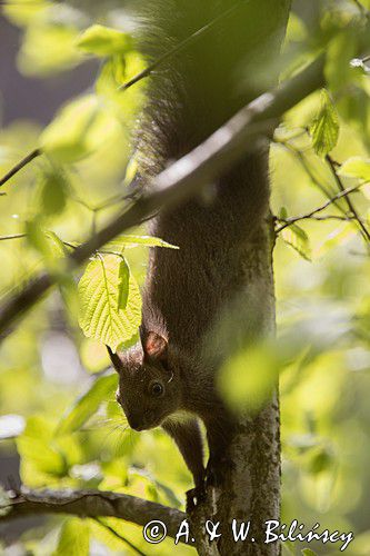 wiewiórka, odmiana ciemna, Sciurus vulgaris, Bieszczady