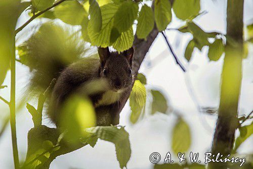 wiewiórka, odmiana ciemna, Sciurus vulgaris, Bieszczady