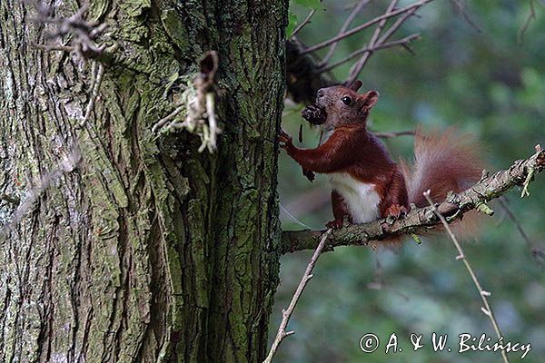 wiewiórka, Sciurus vulgaris
