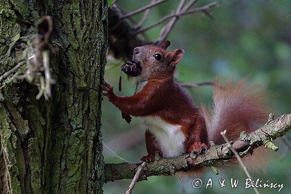 wiewiórka, Sciurus vulgaris