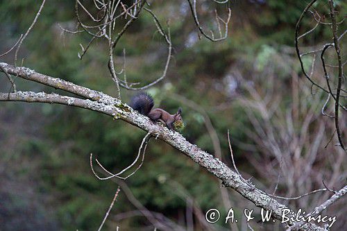 wiewiórka, odmiana ciemna, Sciurus vulgarisj, Bieszczady