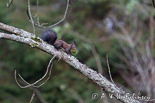 wiewiórka, odmiana ciemna, Sciurus vulgaris, Bieszczady