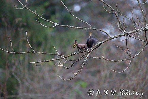 wiewiórka, odmiana ciemna, Sciurus vulgarisj, Bieszczady