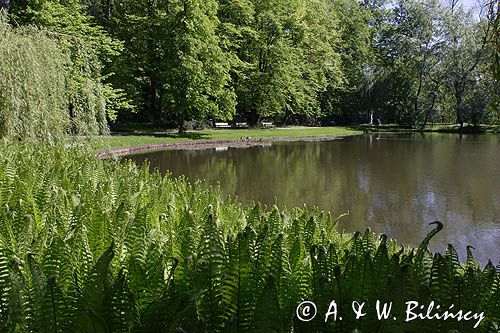 Wilanów, park pałacowy, staw i paprocie