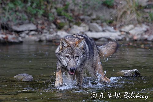 wilk Canis lupus
