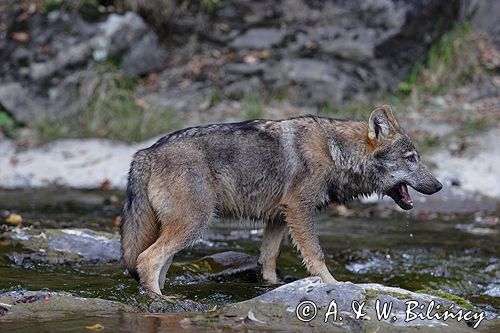 wilk Canis lupus