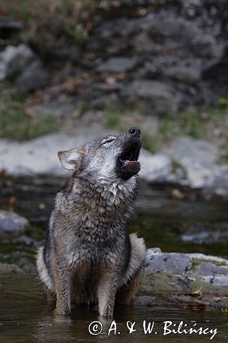 wilk Canis lupus