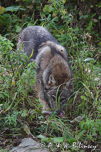 wilk Canis lupus z ofiarą