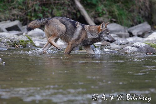 wilk Canis lupus