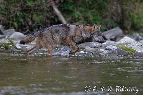 wilk Canis lupus