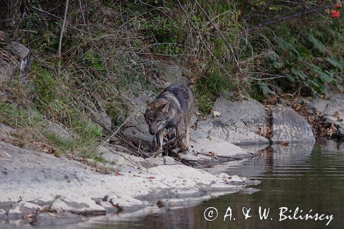 wilk Canis lupus