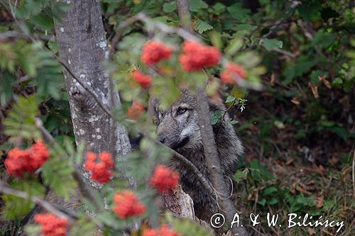 wilk Canis lupus