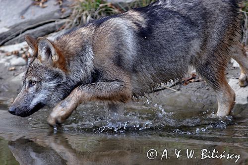 wilk Canis lupus