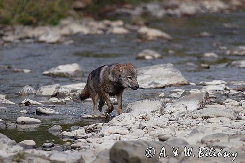 wilk Canis lupus