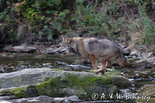 wilk Canis lupus