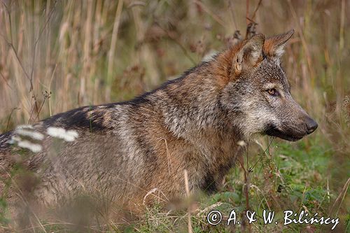 wilk Canis lupus