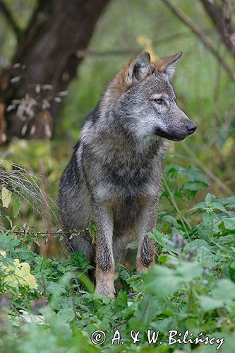 wilk Canis lupus