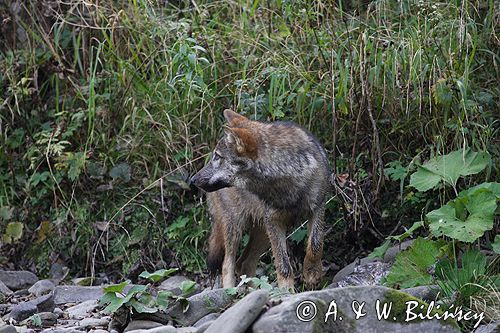 wilk Canis lupus z ofiarą