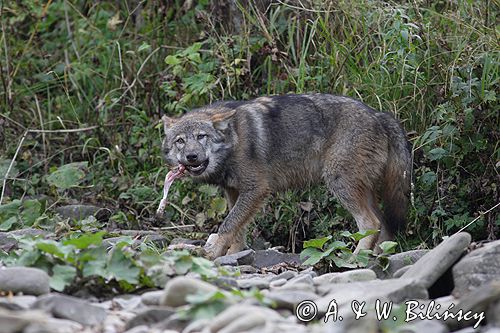 wilk Canis lupus z ofiarą