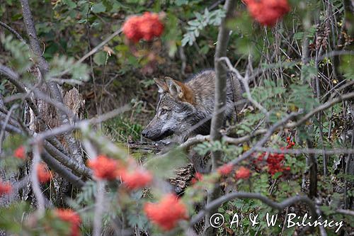 wilk Canis lupus