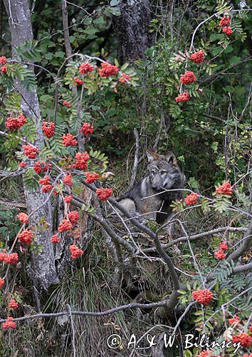 wilk Canis lupus