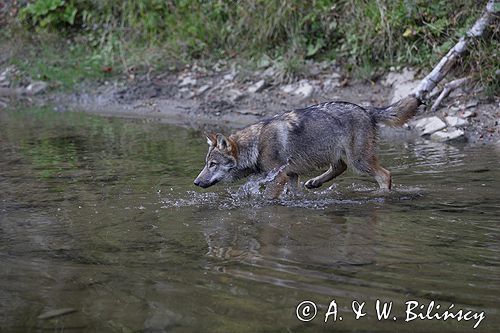 wilk Canis lupus