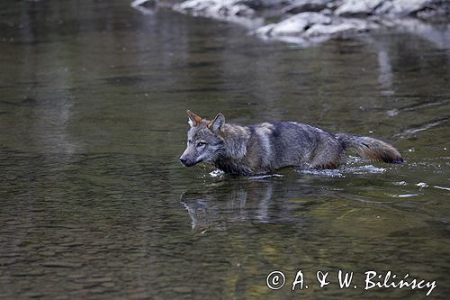wilk Canis lupus