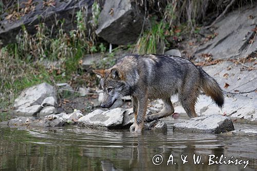 wilk Canis lupus