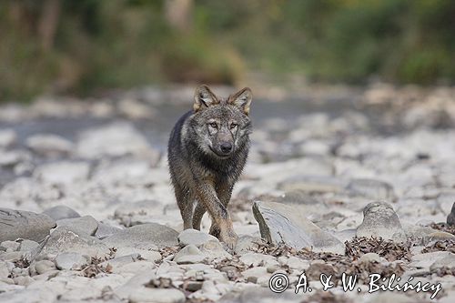 wilk Canis lupus